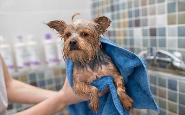 A Beginner’s Guide to Starting a Dog Grooming Business